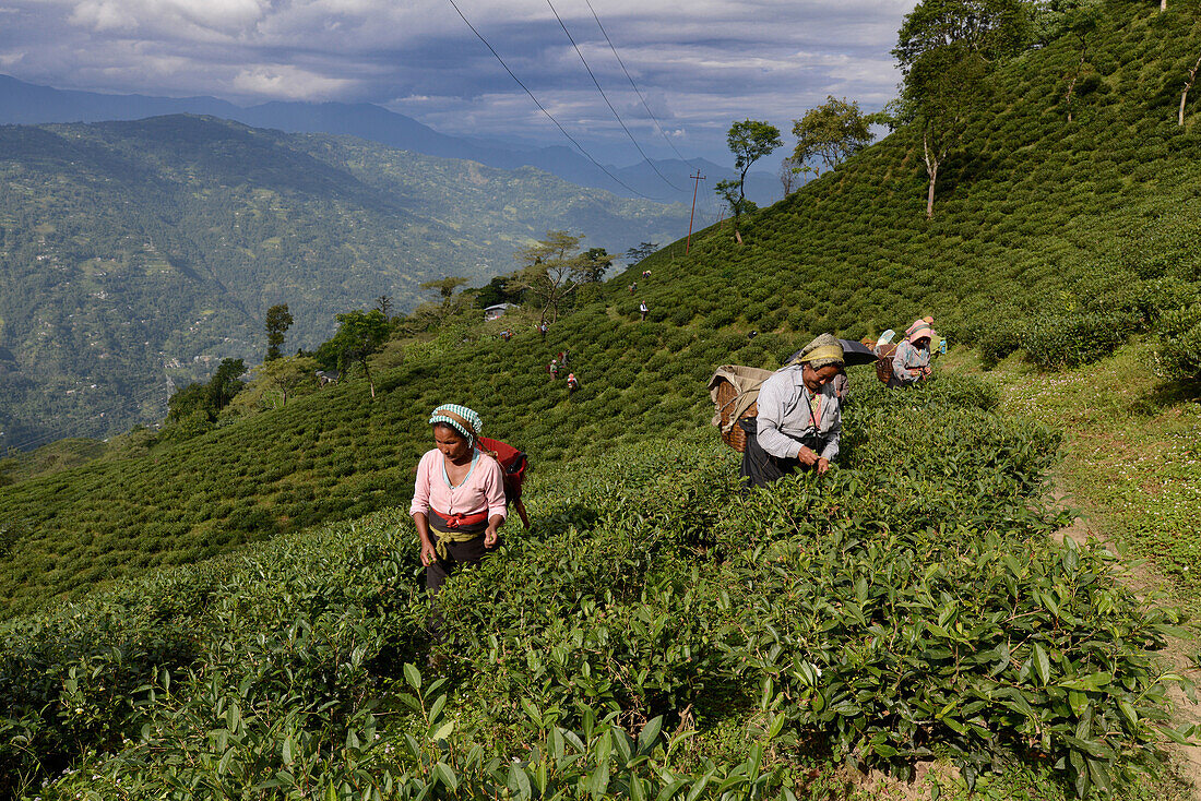 Das Teepflücken an den steilen Hängen rings um Darjeeling ist Schwerstarbeit, die ausschließlich von Frauen geleistet wird, West-Bengalen, Indien