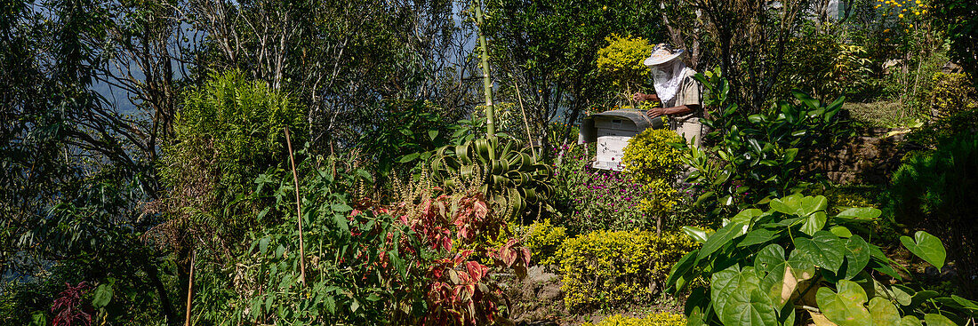 In diesem üppigen Garten dürften sich die Bienen der Imkerei Lama Apiari auf der Teeplantage Singell besonders wohl fühlen, Kurseong, Darjeeling, West-Bengalen, Indien