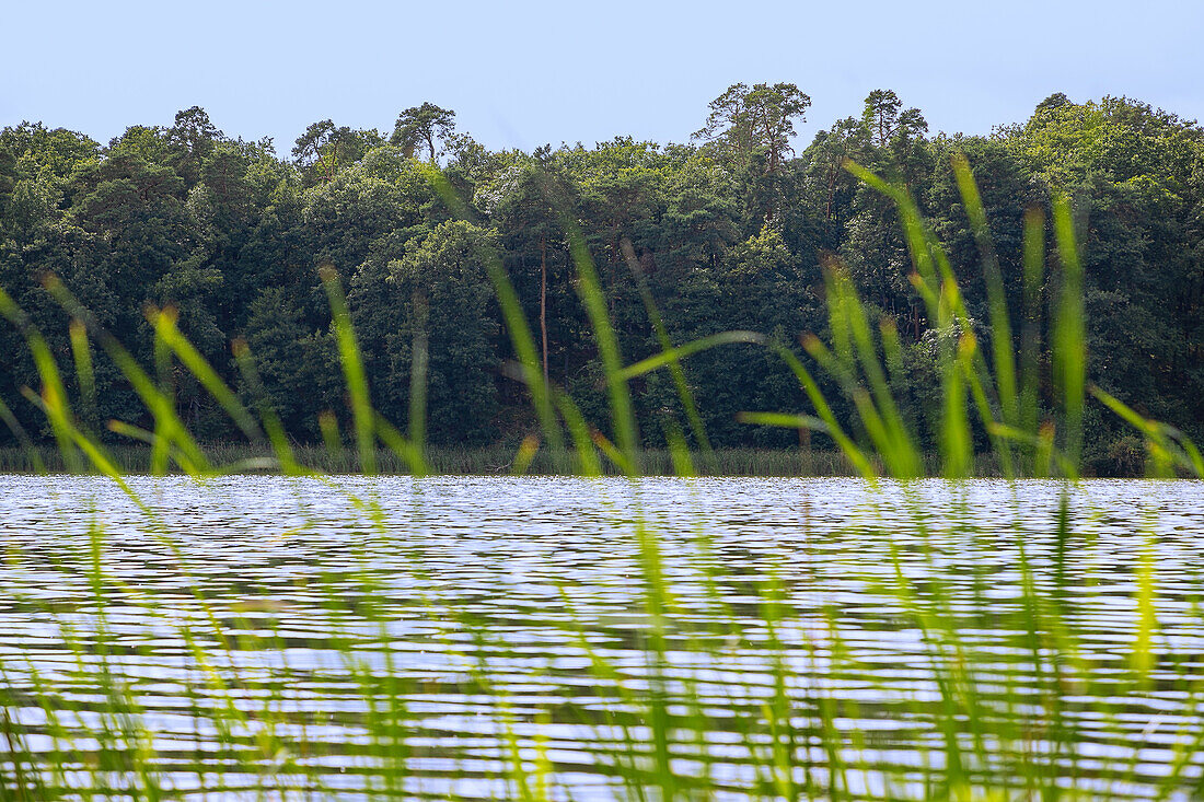 Blick durch Schilfgras auf Insel mit Wald im Jezioro Góreckie im Nationalpark Großpolen (Wielkopolski Park Narodowy) in der Woiwodschaft Wielkopolska in Polen