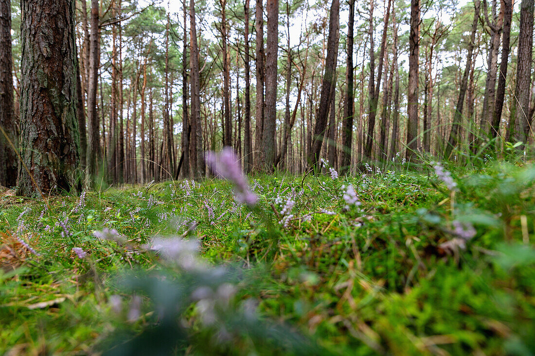 Heideblüte im Słowiński Park Narodowy in der Wojewodschaft Pomorskie in Polen