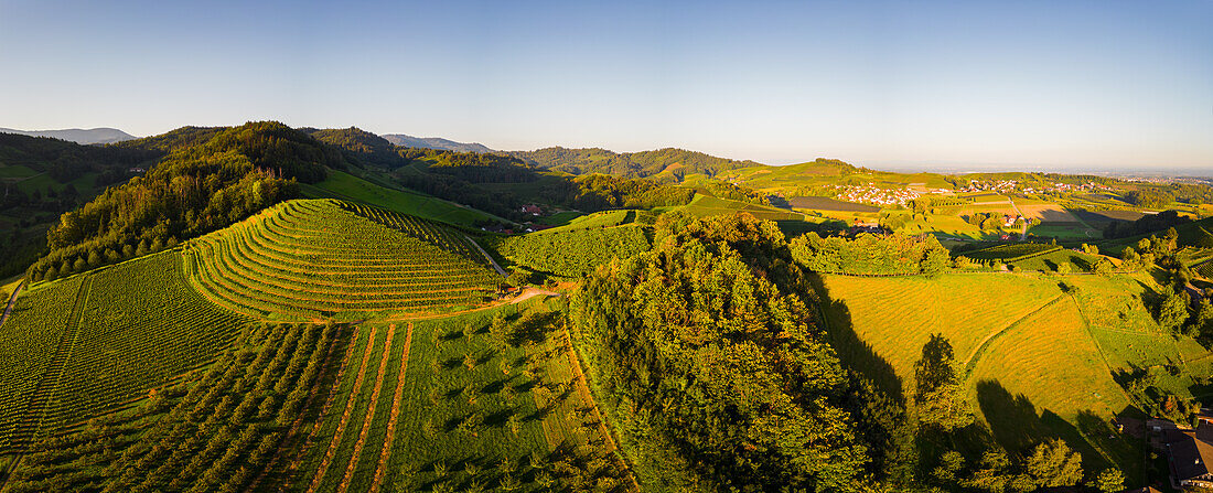 Vineyards in Rechntal, Oberkirch, Renchtal, Baden-Württemberg, Germany