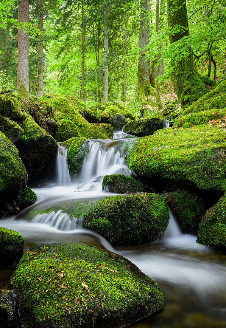 Spring-like waterfall, Gertelbach, Black Forest, Baden-Württemberg, Germany