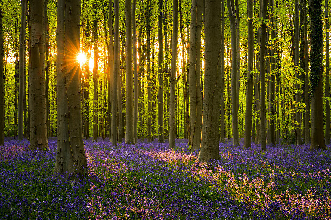 Hallerbos Wald bei Sonnenuntergang, Belgien