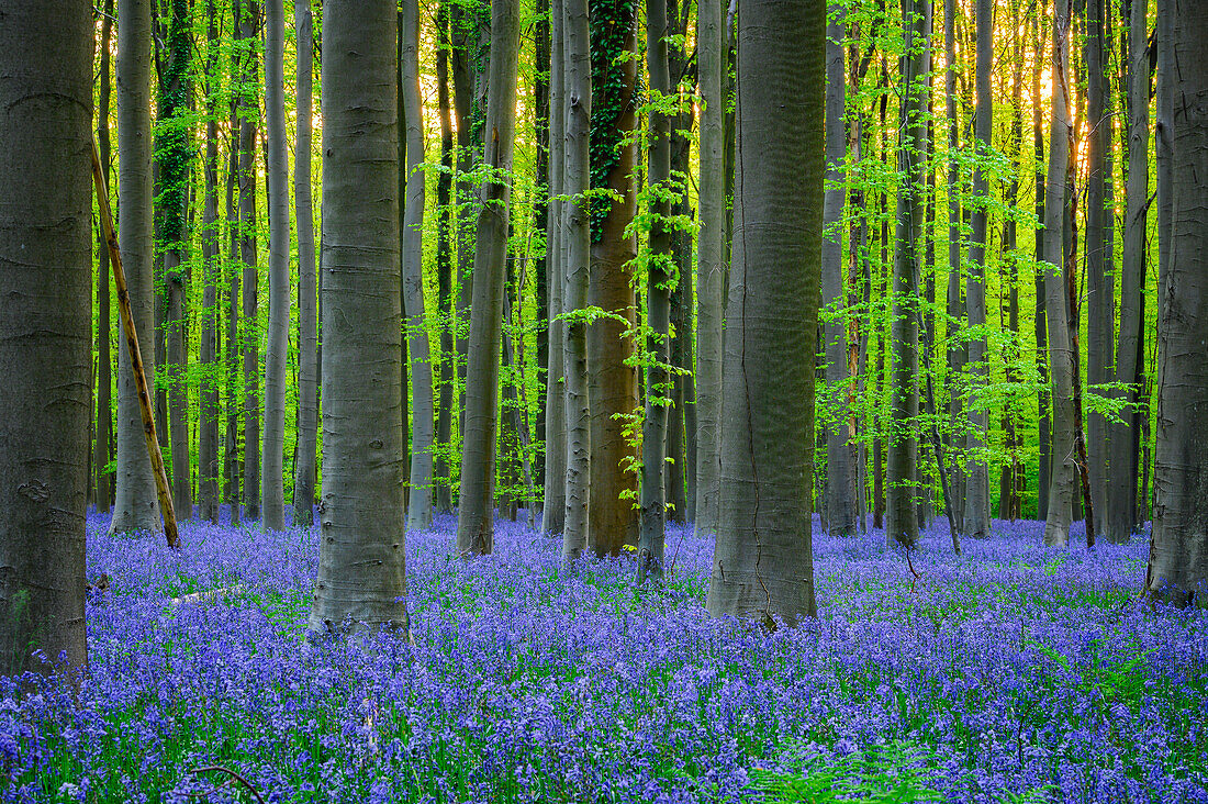 Dämmerung in Hallerbos, Belgien