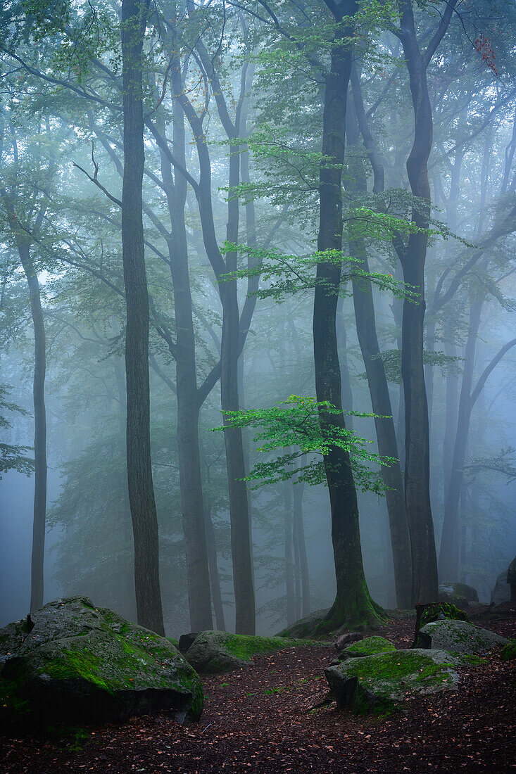 Sommernebel am Felsenmeer, Lautertal, Odenwald, Hessen, Deutschland