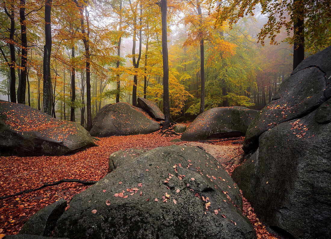 Autumnal cloud forest at Felsenmeer, Lautertal, Odenwald, Hesse, Germany