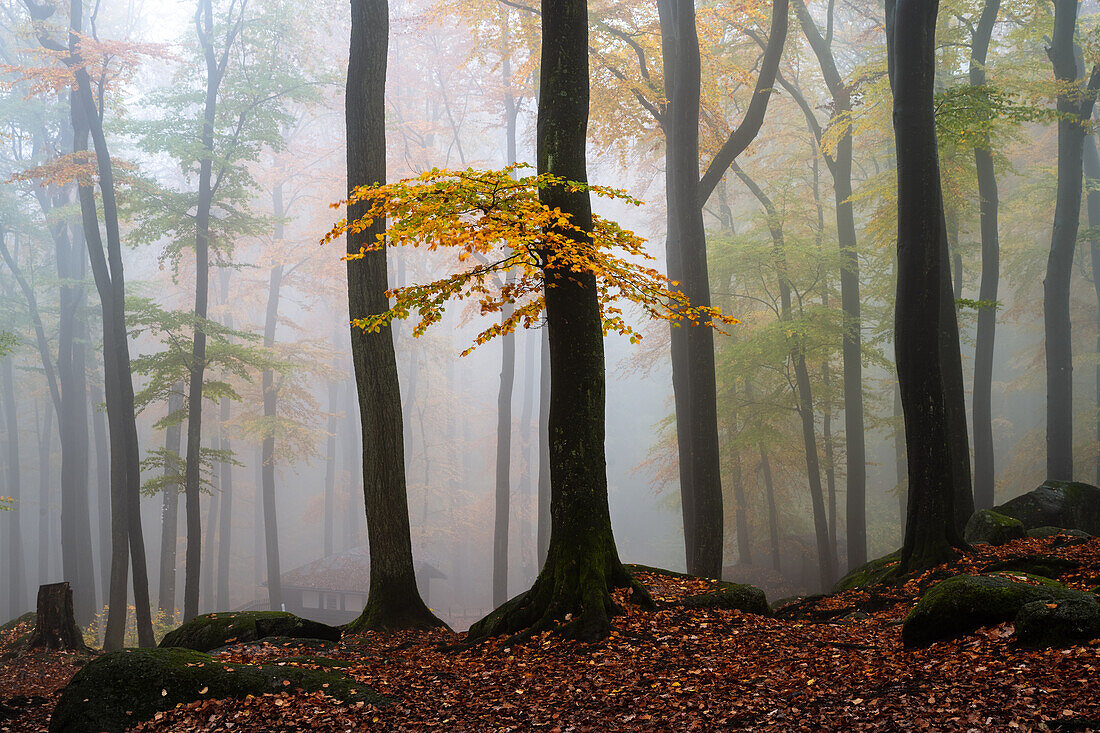 Autumnal cloud forest at Felsenmeer, Lautertal, Odenwald, Hesse, Germany