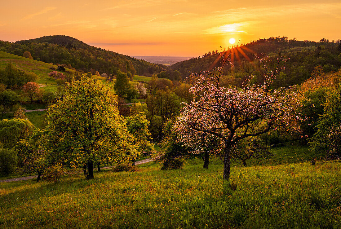 Steu orchard meadow in the evening light, Odenwald, Hesse, Germany