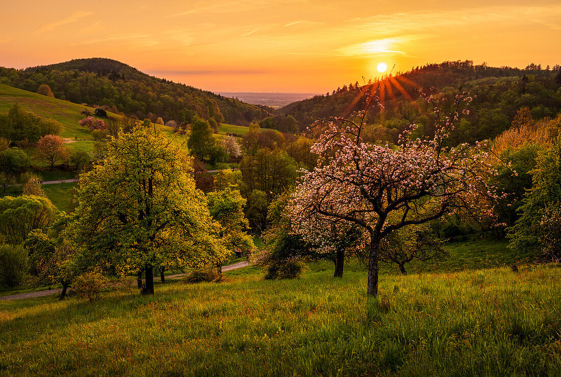 Streuobstwiese im Abendlicht, Odenwald, Hessen, Deutschland