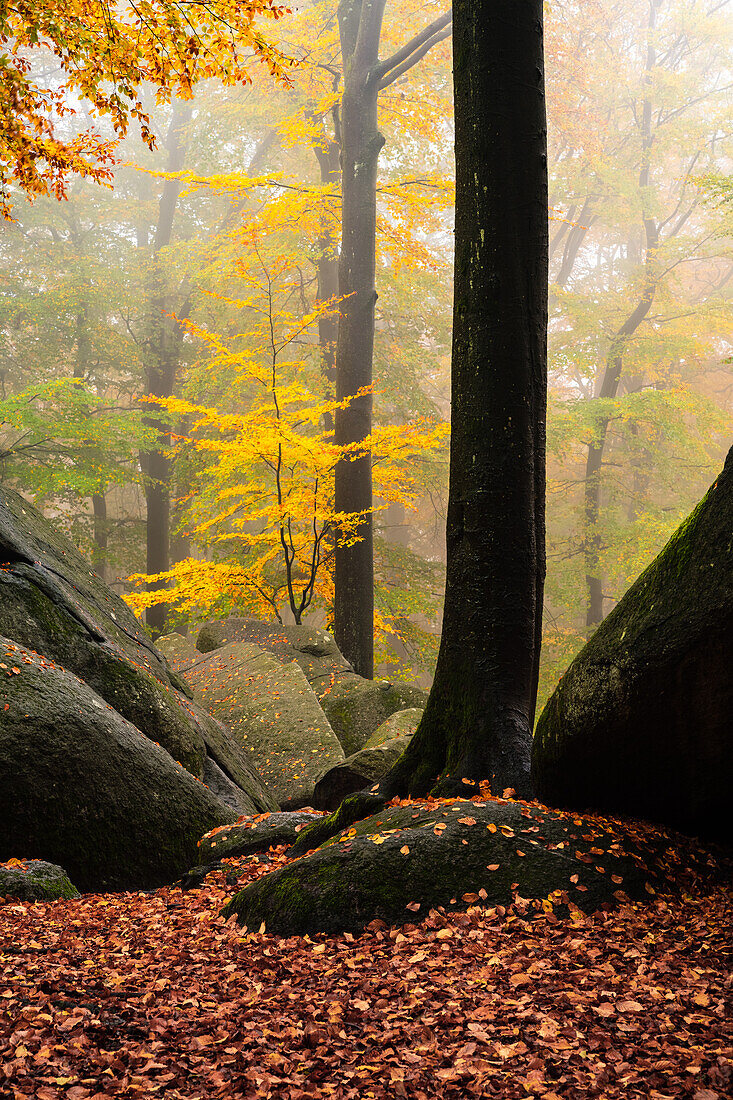 Autumnal cloud forest at Felsenmeer, Lautertal, Odenwald, Hesse, Germany