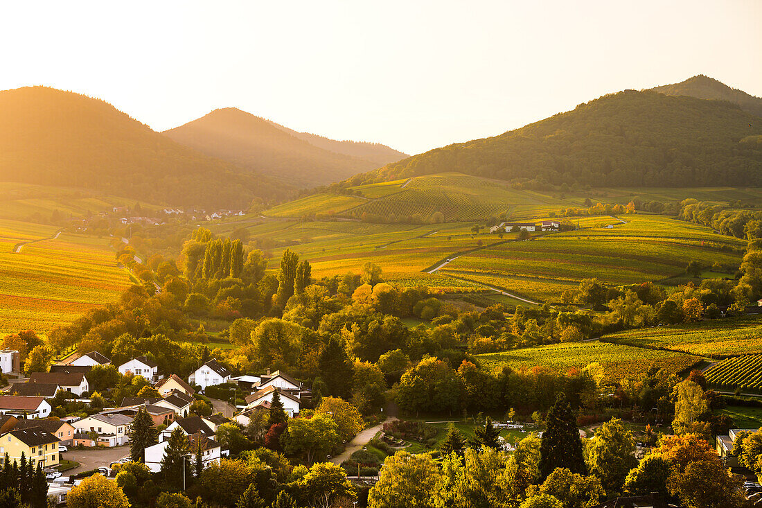 Goldene Stunde auf der Kleinen Kalmit, Pfälzerwald, Rheinland-Pfalz, Deutschland