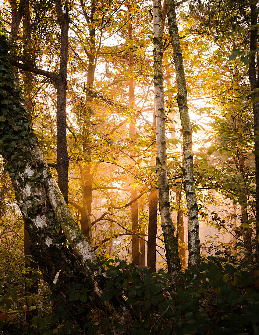 Birch trees in the fog, Palatinate Forest, Rhineland-Palatinate, Germany