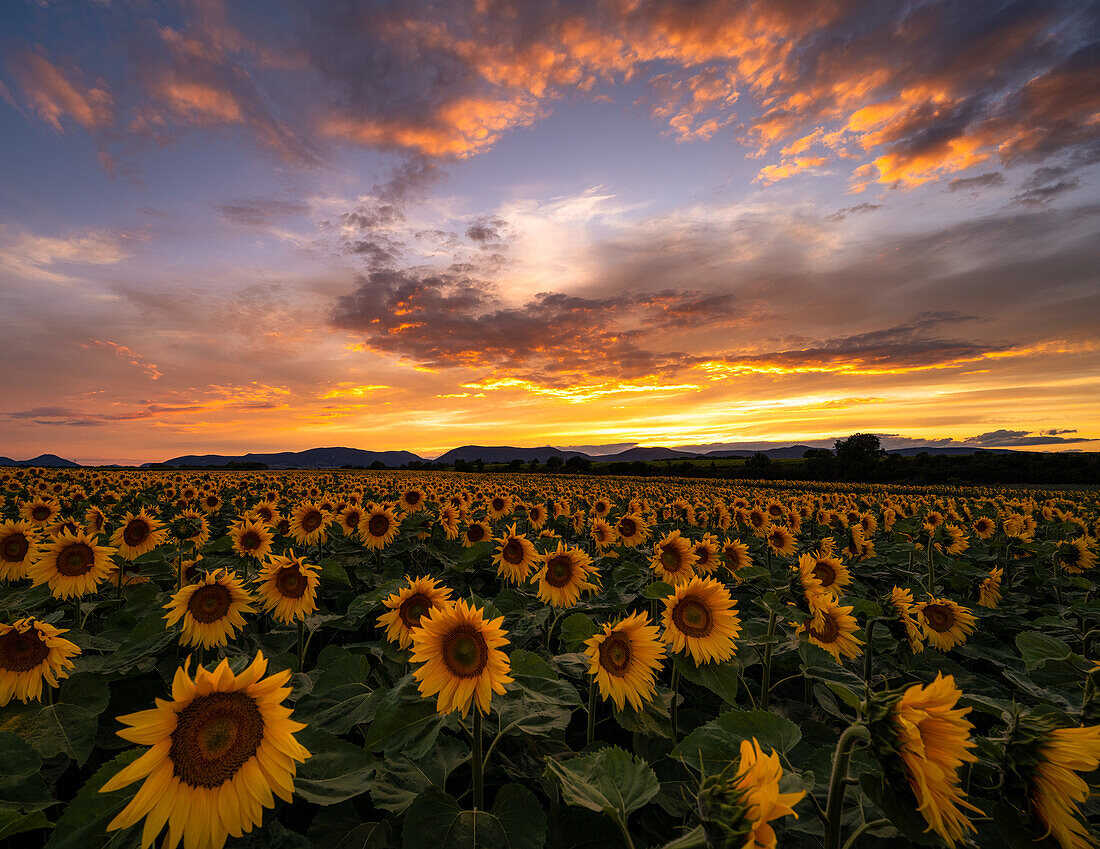 Sunflower field at sunset, Essingen, Palatinate Forest, Rhineland-Palatinate, Germany