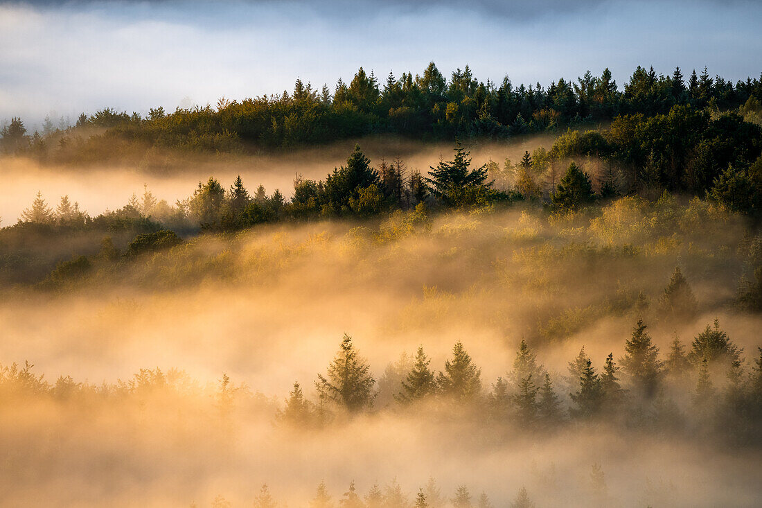 Baumspitzen über dem Nebel, Pfälzerwald, Rheinland-Pfalz, Deutschland