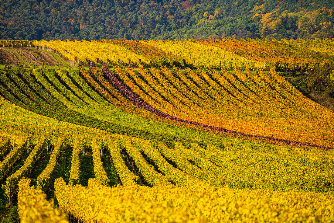 Vineyards near Albersweiler in autumn, Palatinate Forest, Rhineland-Palatinate, Germany