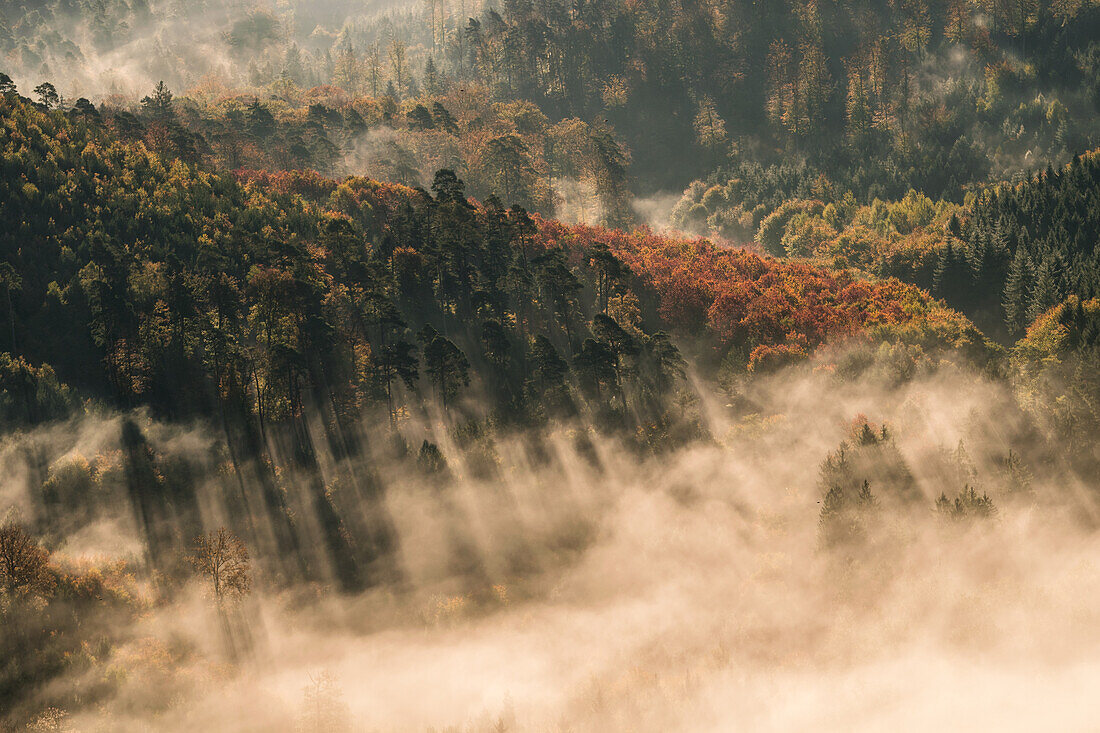 Autumnal fog rays, Palatinate Forest, Rhineland-Palatinate, Germany