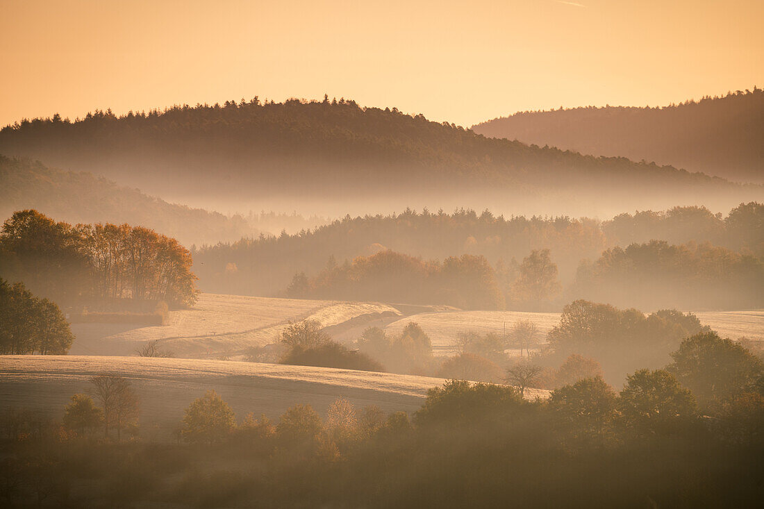 Goldene Wiesen bei Sonnenaufgang, Pfälzerwald, Rheinland-Pfalz, Deutschland