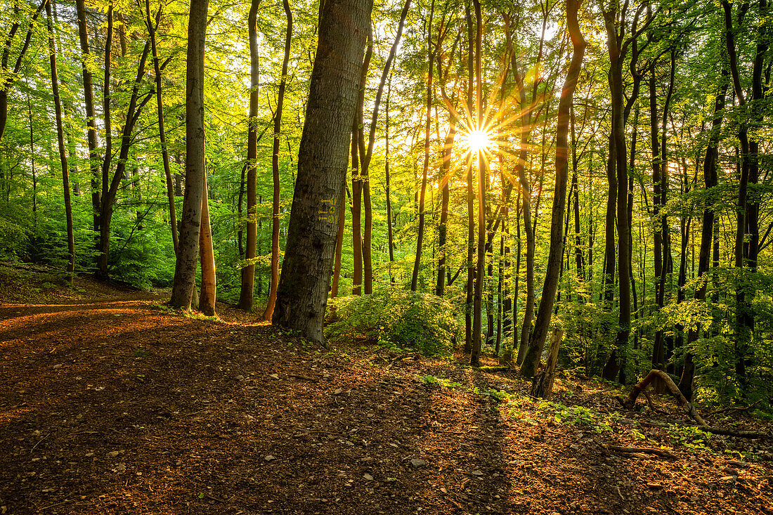 Frühlingshafter Sonnenaufgang im Wald, Pfälzerwald, Rheinland-Pfalz, Deutschland