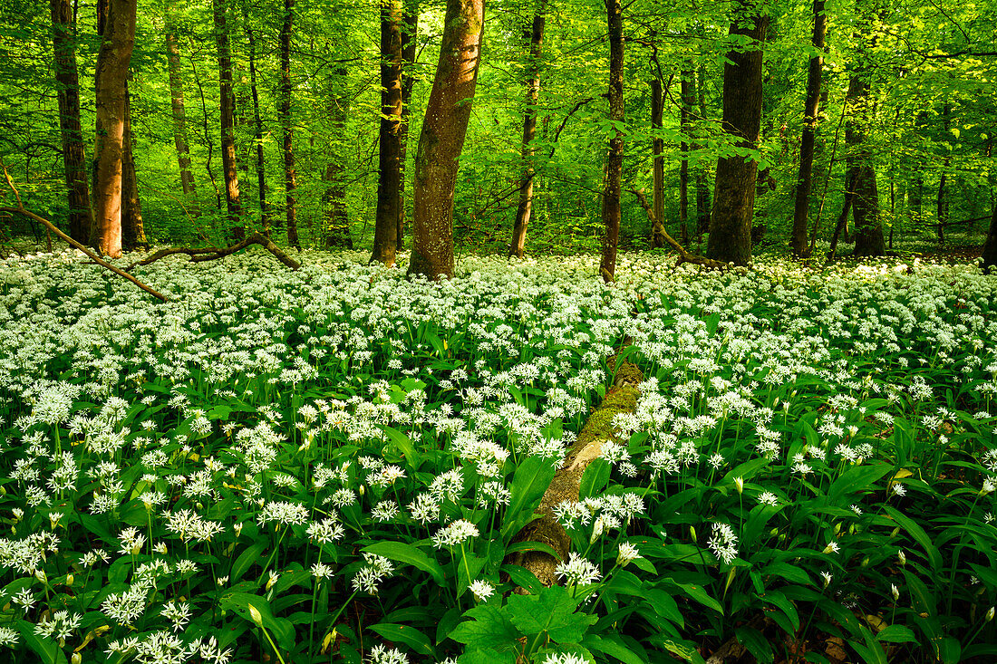 Wild garlic forest, Palatinate Forest, Rhineland-Palatinate, Germany