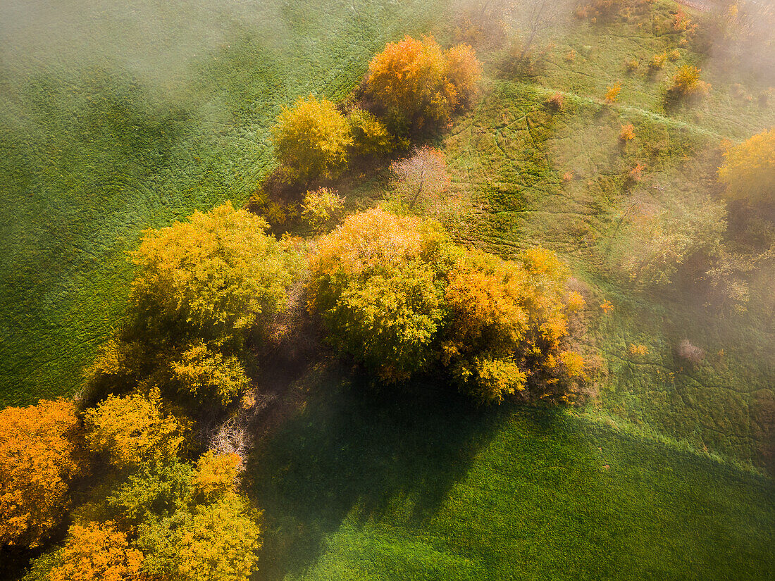 Herbstbäume aus Vogelperspektive, Pfälzerwald, Rheinland-Pfalz, Deutschland