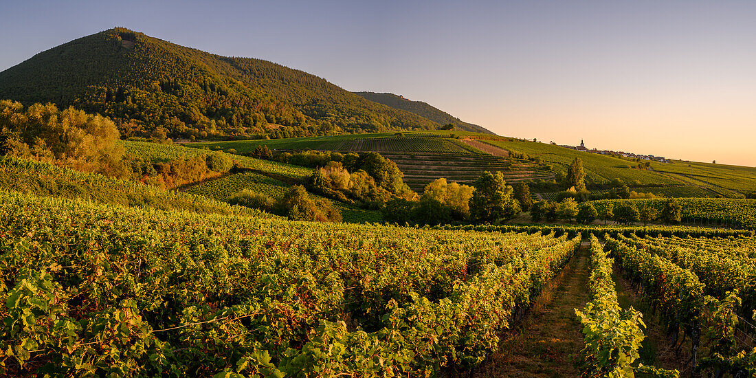 Vineyards at sunrise, Burrweiler, Palatinate, Palatinate Forest, Rhineland-Palatinate, Germany