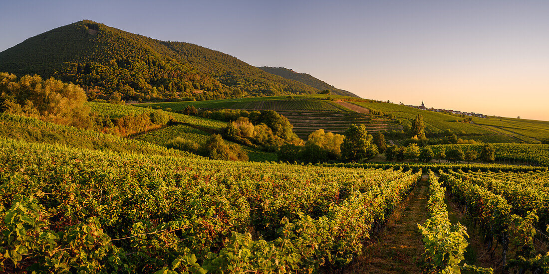 Weinberge bei Sonnenaufgang, Burrweiler, Pfalz, Pfälzerwald, Rheinland-Pfalz, Deutschland