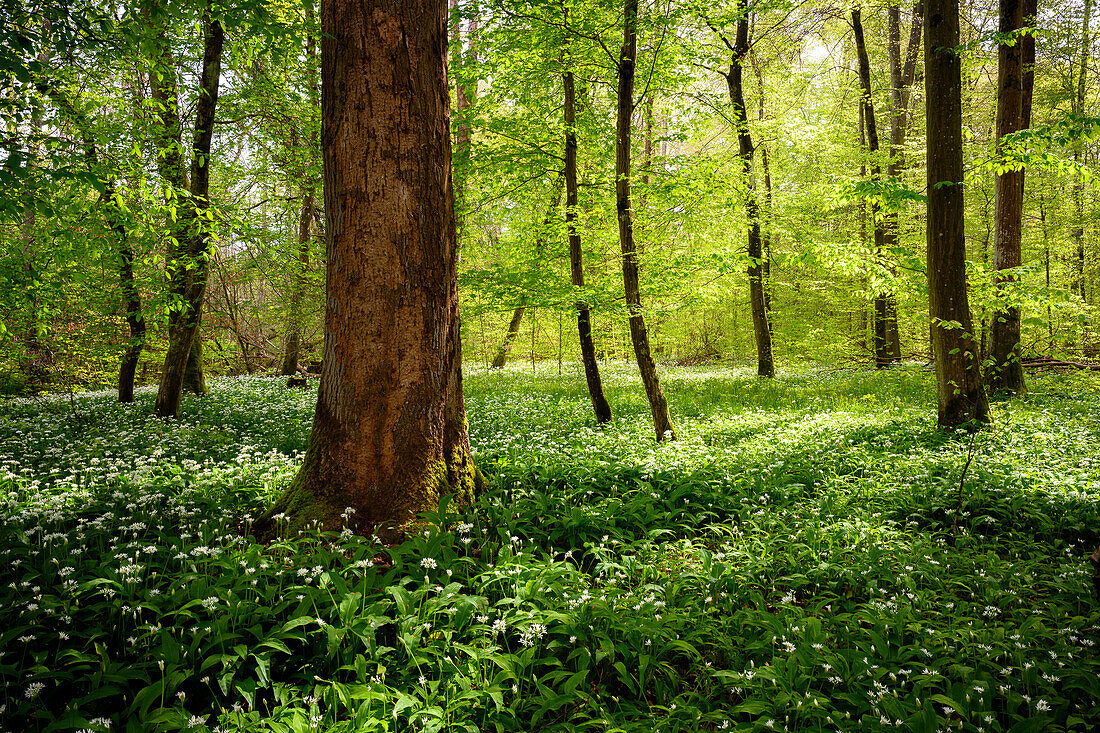 Frühlingswald bei Wörth, Rheinland-Pfalz, Deutschland