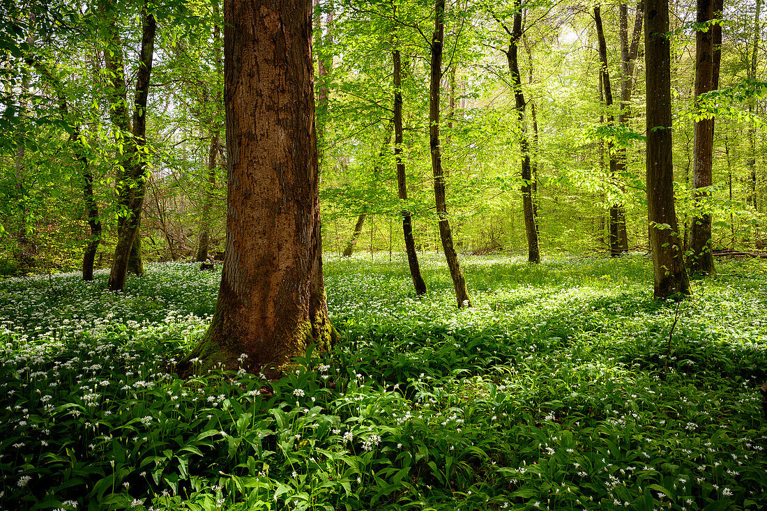 Spring forest near Wörth, Rhineland-Palatinate, Germany