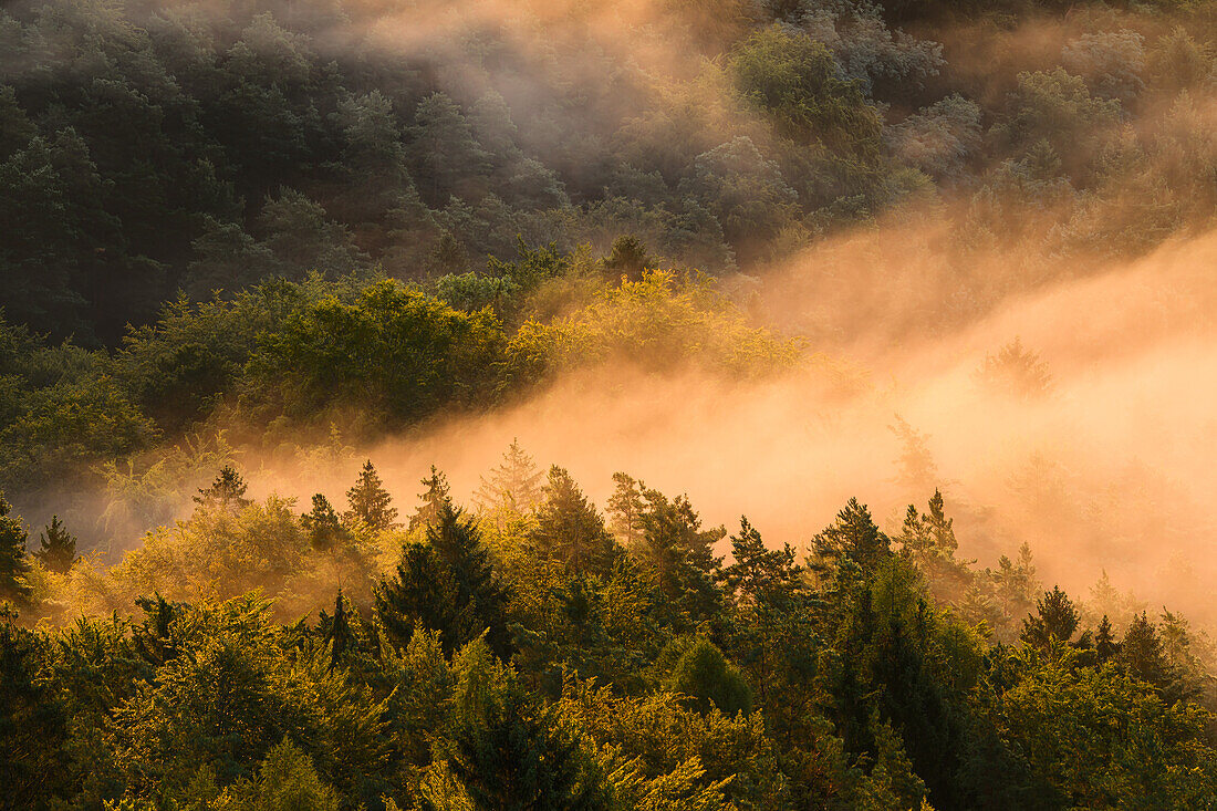 Wafts of fog at sunrise, , Palatinate Forest, Rhineland-Palatinate, Germany