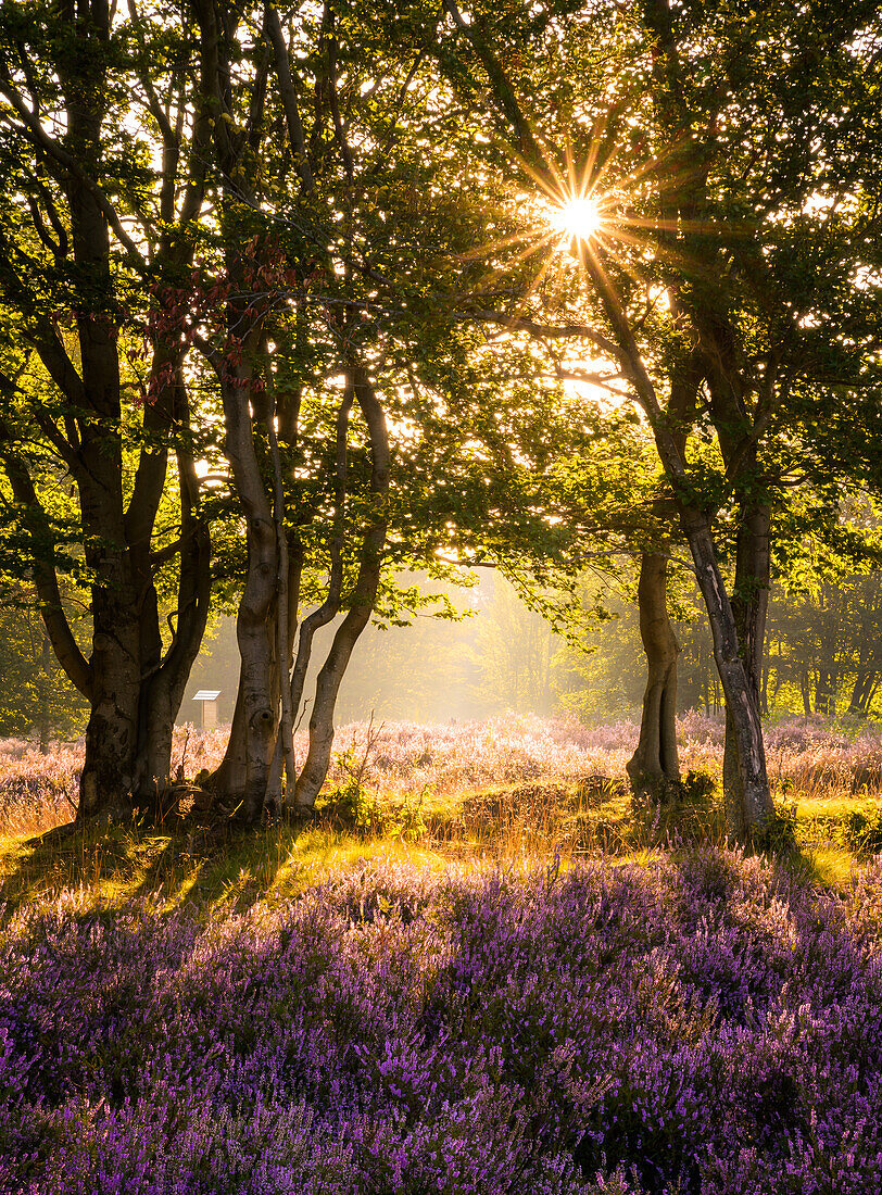 Sonnenlicht auf der Mehlinger Heide, Pfälzerwald, Rheinland-Pfalz, Deutschland