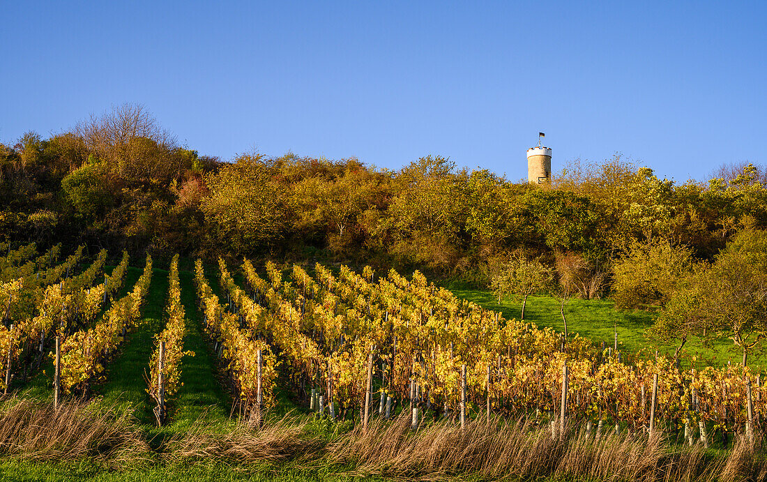 Herbstliche Weinberge am Warteturm, Albisheim, Rheinland-Pfalz, Deutschland