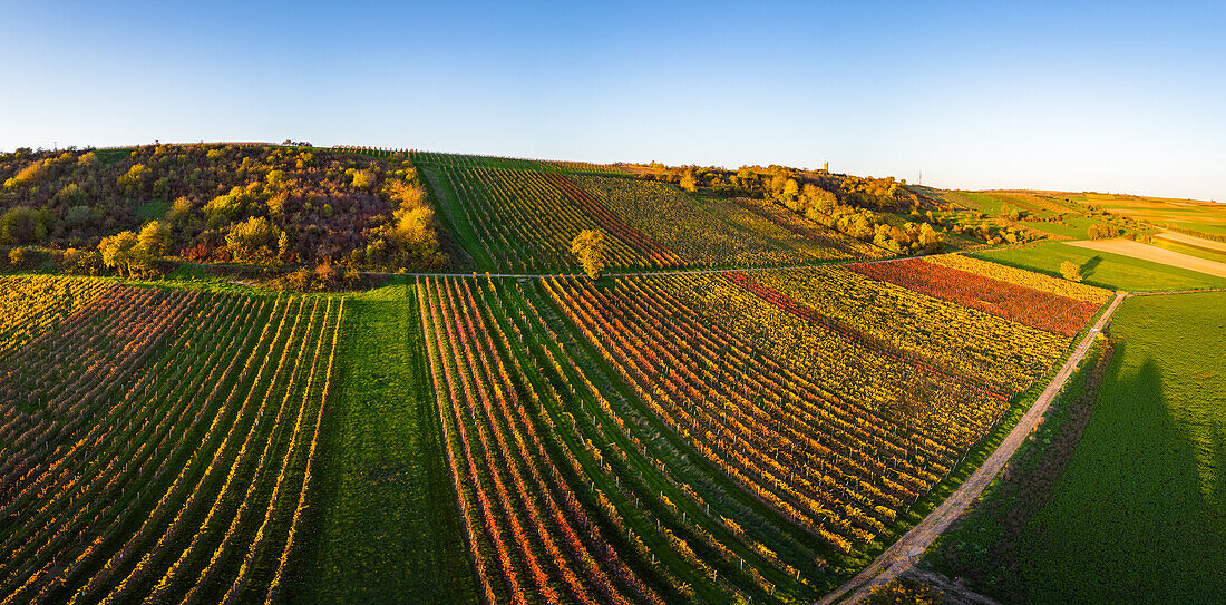 Herbstliche Weinberge am Warteturm, Albisheim, Rheinland-Pfalz, Deutschland