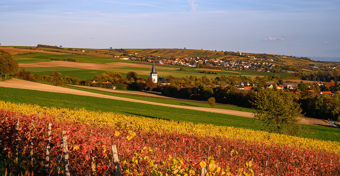 Autumnal vineyards at the waiting tower, Albisheim, Rhineland-Palatinate, Germany