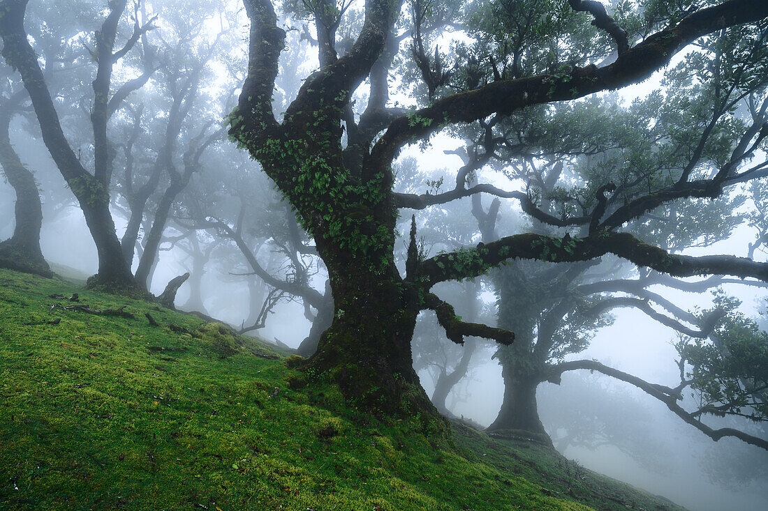 Fog in Fanal Forest, Madeira, Portugal