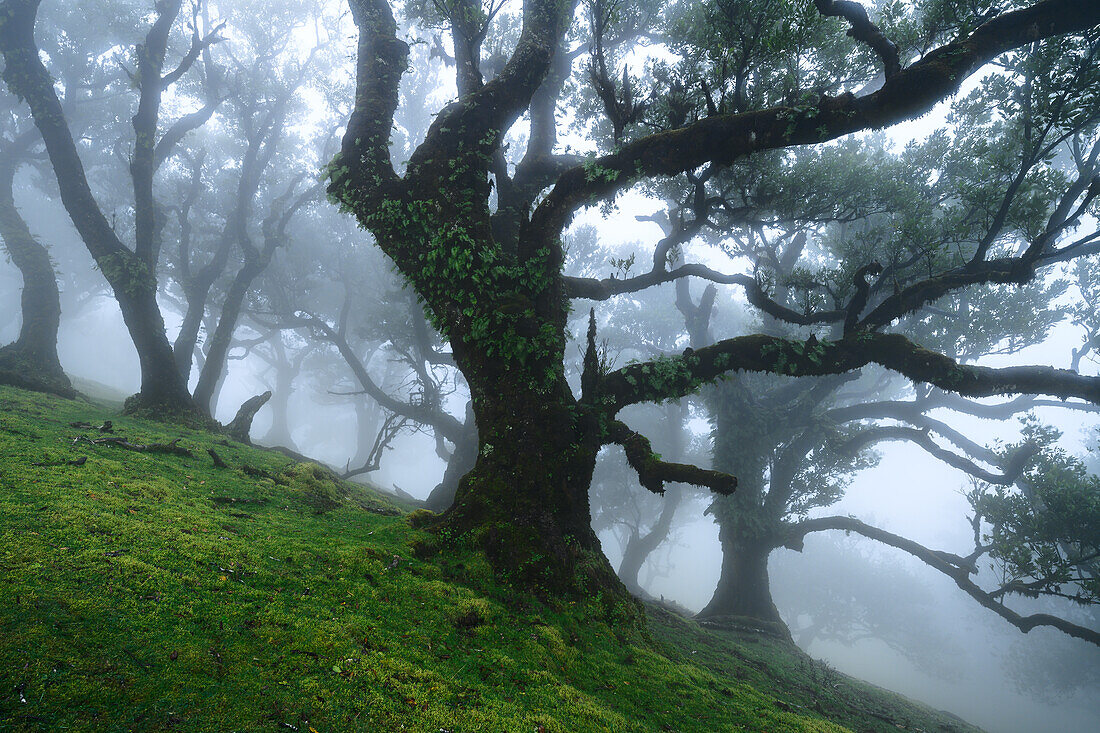 Nebel im Fanalwald, Madeira, Portugal