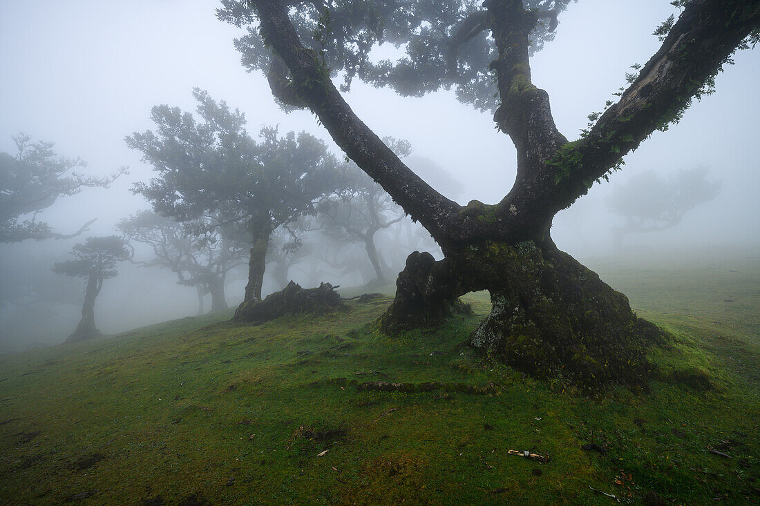 Fog in Fanal Forest, Madeira, Portugal