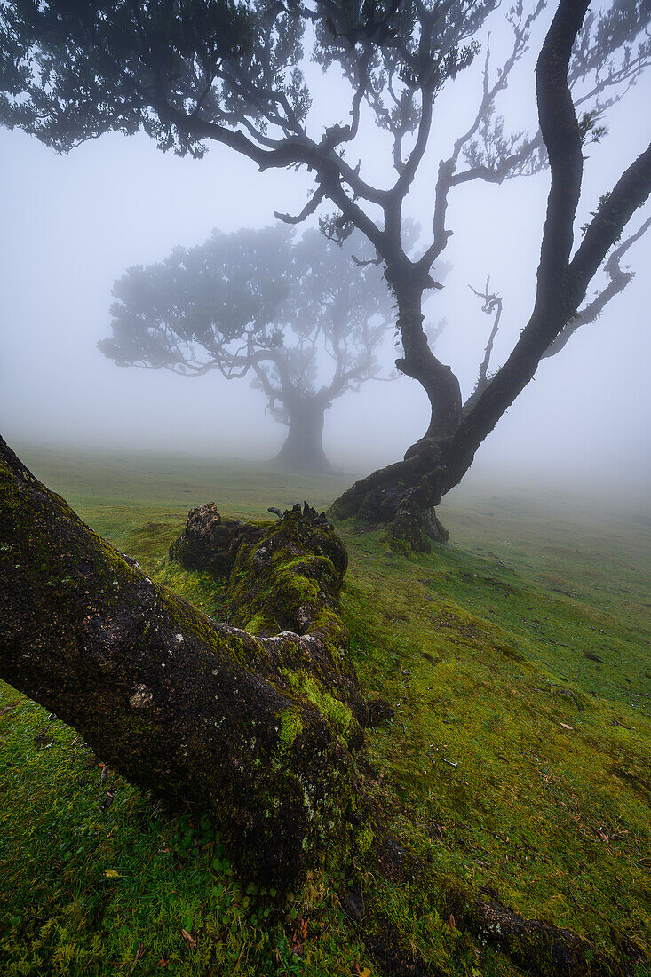 Nebel im Fanalwald, Madeira, Portugal