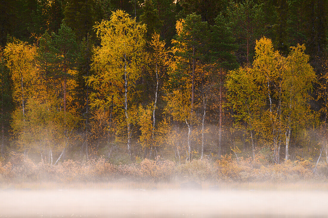 Herbstliche Bäume mit Nebel, Lappland, Finnland