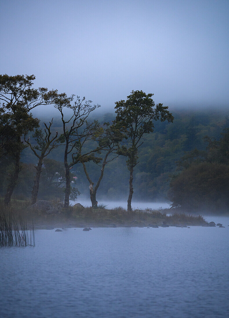 Trees in the mist by a lake in Scotland, United Kingdom