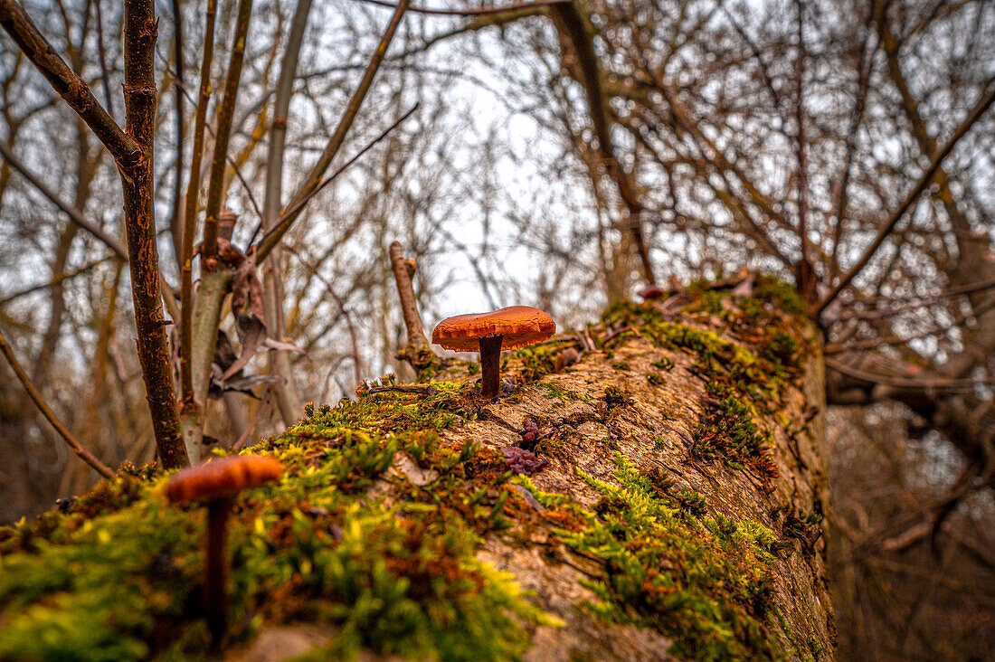 Brauner Wulstling (Amanita) Pilz wächst an einem mit Moos bedeckten Baumstamm, Jena, Thüringen, Deutschland