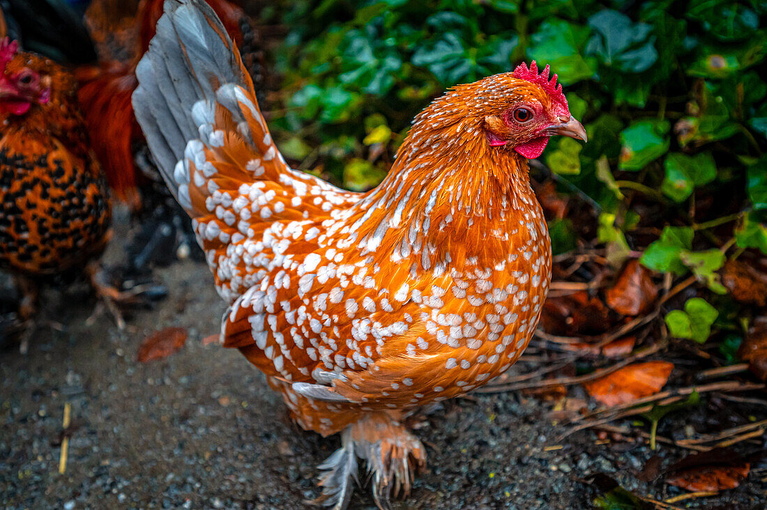 Ein „porzellan farbiger federfüßiger Zwerg“ Huhn (Gallus gallus domesticus), Eisenberg, Thüringen, Deutschland