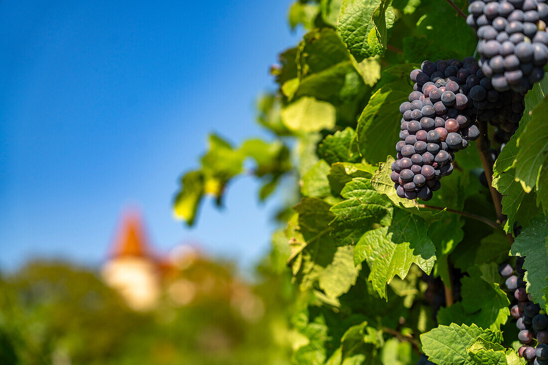 Weintrauben an einem Weinberg in Zellenberg, Elsass, Frankreich 