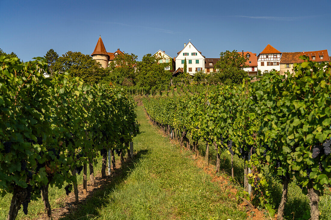 Vineyard in Zelleberg, Alsace, France