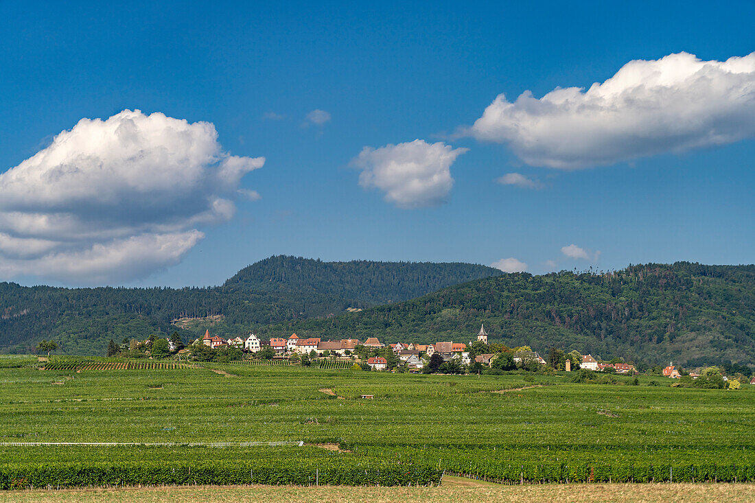 Vineyard in Zelleberg, Alsace, France