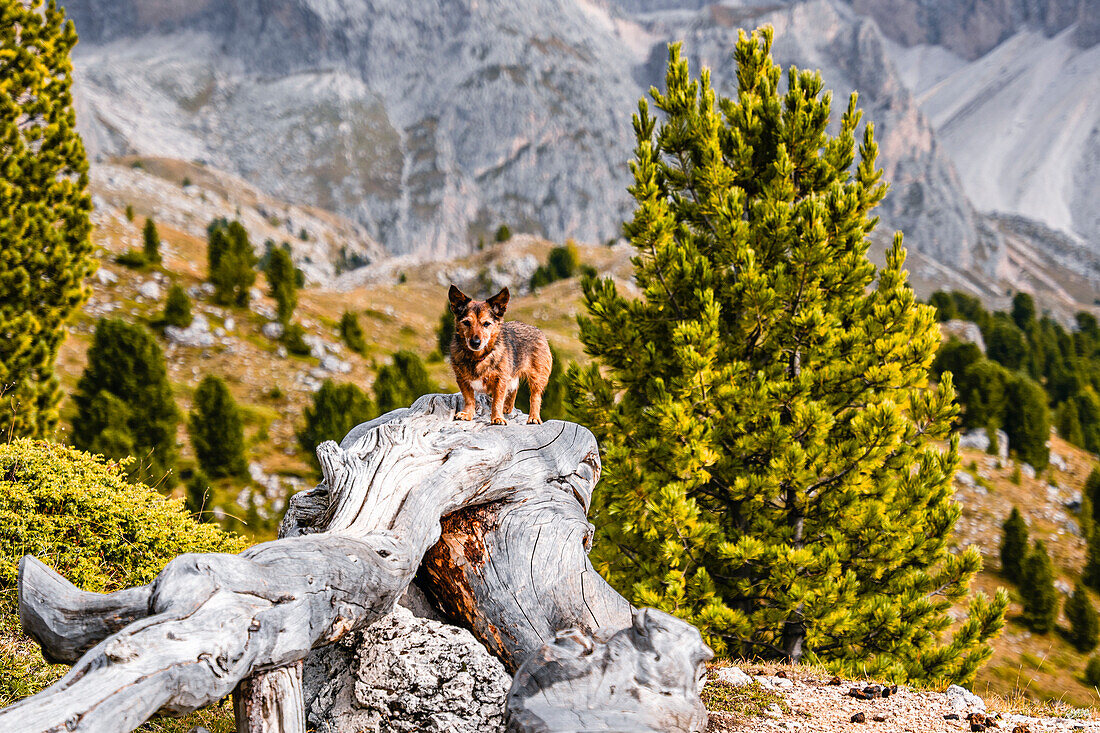 Dog on a tree trunk near the Seceda in autumn, Val Gardena, Bolzano, South Tyrol, Italy