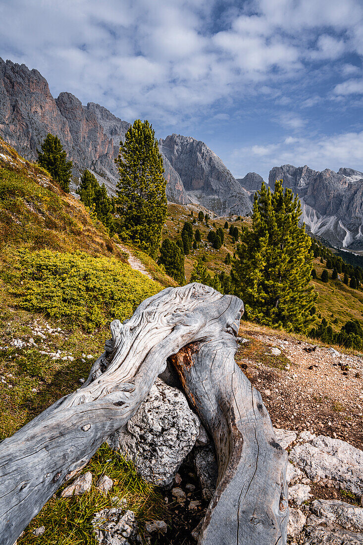 Baumstamm vor felsigen Bergen bei Seceda im Herbst, Grödnertal, Bozen, Südtirol, Italien