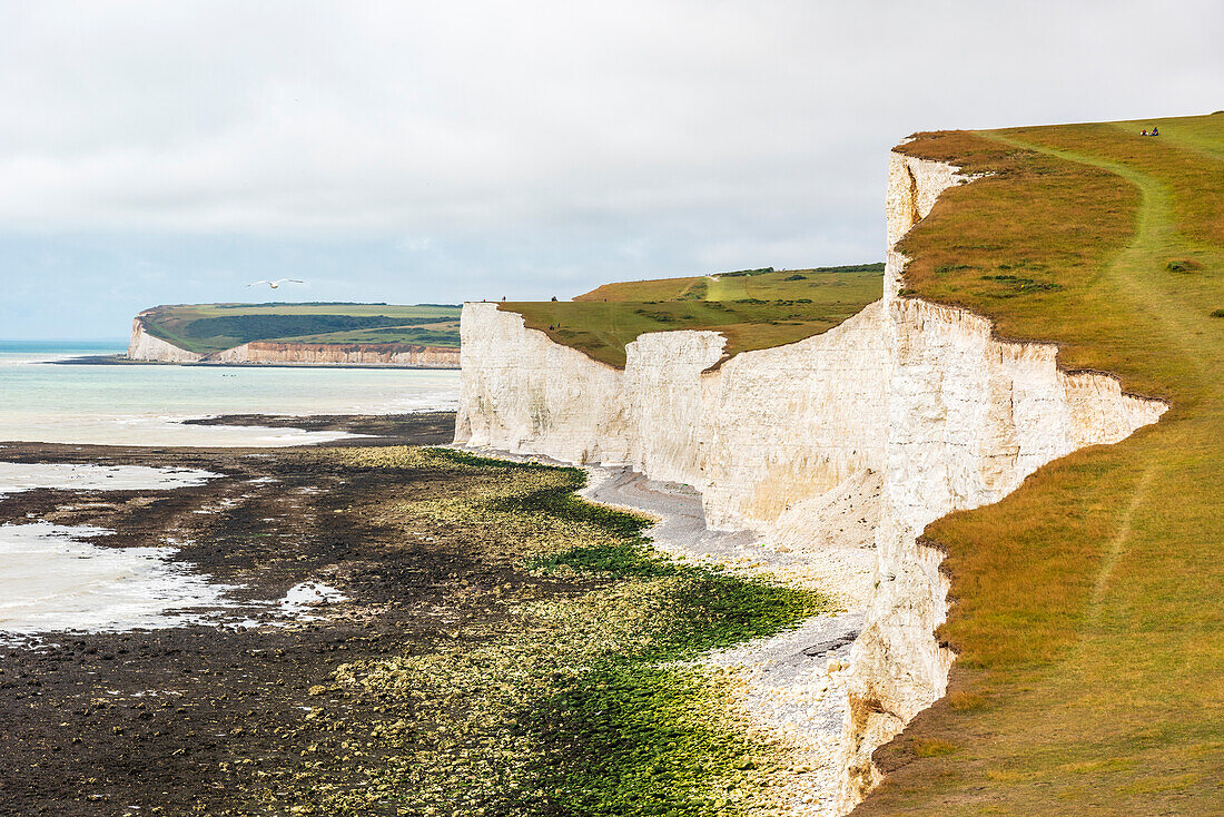 Seven Sisters chalk cliffs on the English south coast between Seaford and Eastbourne, West Sussex, England, United Kingdom