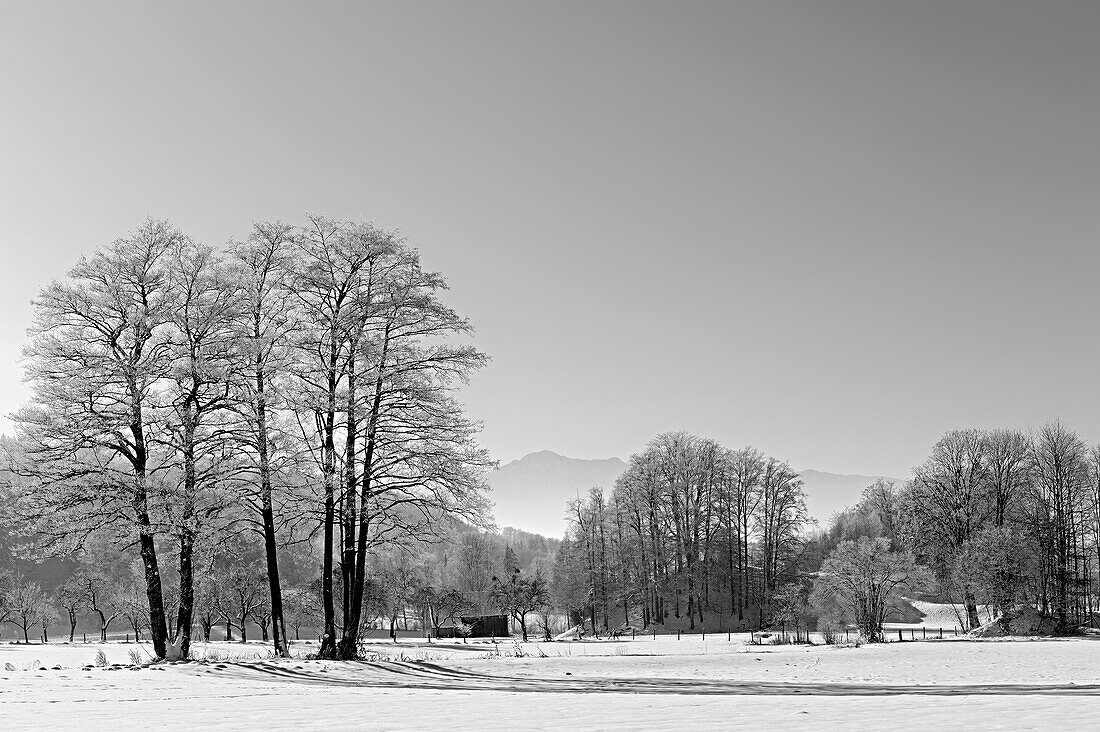 Deciduous trees in winter with hoarfrost and Bavarian Alps in the background, Bad Heilbrunn, Upper Bavaria, Bavaria, Germany