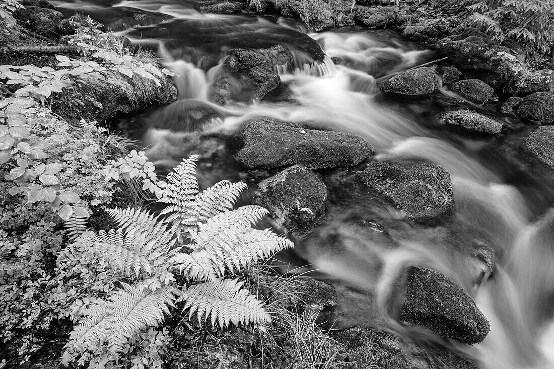 Bach Kleine Ohe fließt über Felsblöcke, Kleine Ohe, Nationalpark Bayerischer Wald, Bayerischer Wald, Niederbayern, Bayern, Deutschland