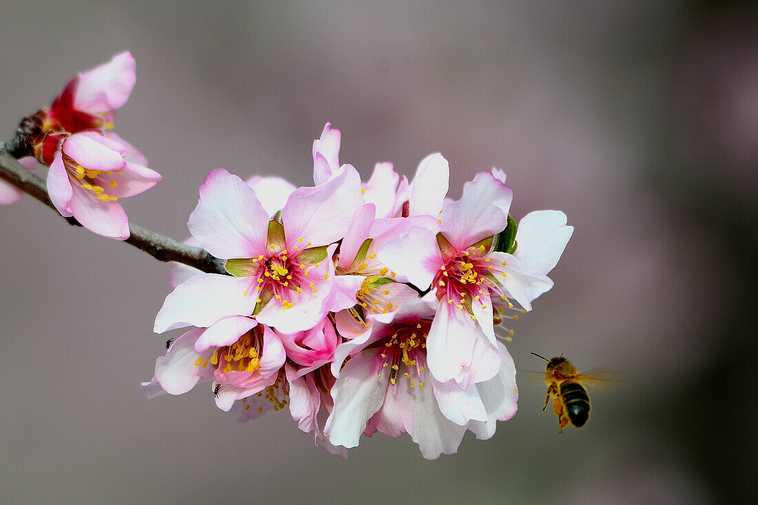 Mandelblüte (Prunus dulcis) im Val de Pop, im Januar, Hinterland bei Calpe, Costa Blanca, Provinz Alicante, Spanien